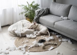 side-view-dog-biting-pillow